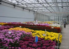 Inside, the cut chrysanthemums of Armada form a lovely sea of colors.